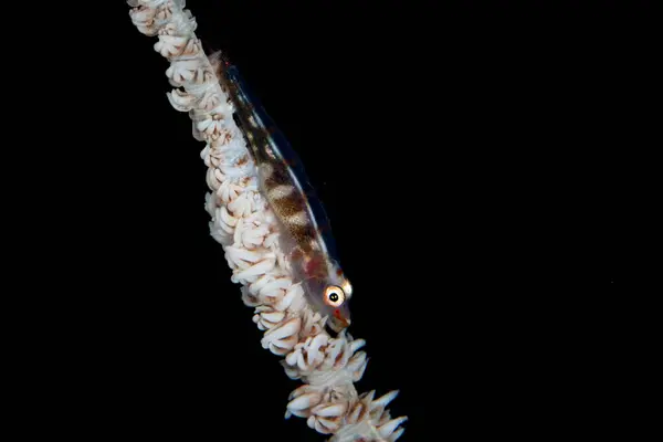 A small sea whip goby lives symbiotically on a black coral in Raja Ampat, Indonesia. The robust coral reefs of this remote, tropical region support the greatest marine biodiversity on Earth.
