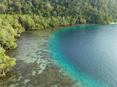 Endonezya 'nın Raja Ampat kentindeki bir kireçtaşı adasının kenarında yemyeşil bir mangrov ormanı yetişir. Mangrovlar bu uzak tropikal bölgede bulunan inanılmaz deniz biyolojik çeşitliliğini desteklemeye yardımcı olur..