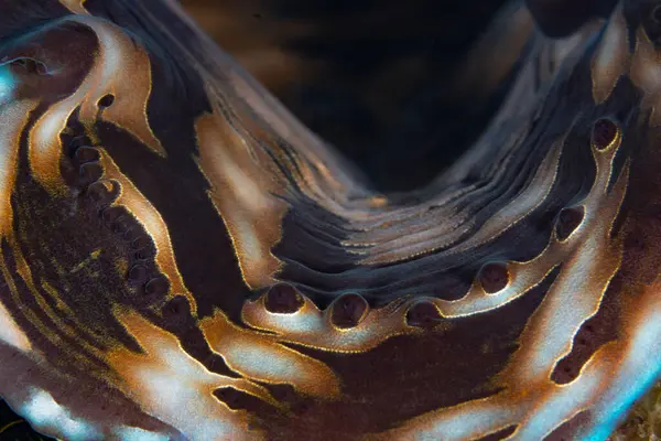 Raja Ampat, Endonezya 'daki dev bir istiridyenin renkli mantosu, Tridacna Derasa' nın detayları. Bu uzak tropikal bölgenin sağlam mercan resifleri dünyanın en büyük deniz biyolojik çeşitliliğini destekler..