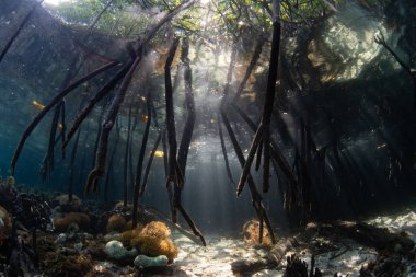 Güneş ışığı ışınları Endonezya 'nın Raja Ampat kentindeki bir mangrov ormanının gölgelerine sızar. Mangrove habitatları bu tropikal bölgede bulunan inanılmaz deniz biyolojik çeşitliliğini desteklemeye yardımcı olur..