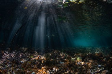 Güneş ışığı ışınları Endonezya 'nın Raja Ampat kentindeki bir mangrov ormanının gölgelerine sızar. Mangrove habitatları bu tropikal bölgede bulunan inanılmaz deniz biyolojik çeşitliliğini desteklemeye yardımcı olur..