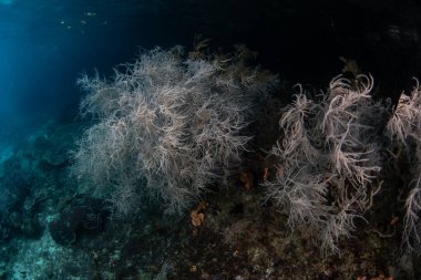 Siyah mercan kolonileri Raja Ampat 'ta güzel bir resifte gelişir. Bu bölge inanılmaz deniz biyolojik çeşitliliği nedeniyle Mercan Üçgeni 'nin kalbi olarak bilinir..