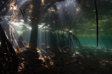 Güneş ışığı ışınları Endonezya 'nın Raja Ampat kentindeki bir mangrov ormanının gölgelerine sızar. Mangrove habitatları bu tropikal bölgede bulunan inanılmaz deniz biyolojik çeşitliliğini desteklemeye yardımcı olur..