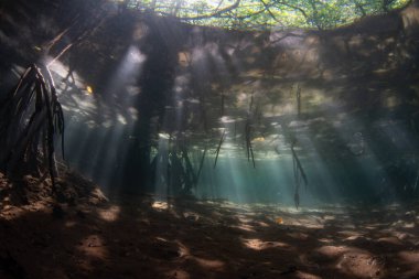 Güneş ışığı ışınları Endonezya 'nın Raja Ampat kentindeki bir mangrov ormanının gölgelerine sızar. Mangrove habitatları bu tropikal bölgede bulunan inanılmaz deniz biyolojik çeşitliliğini desteklemeye yardımcı olur..