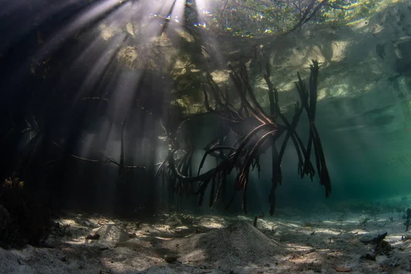 Beams of sunlight filter into the shadows of a mangrove forest in Raja Ampat, Indonesia. Mangrove habitats help support the incredible marine biodiversity found in this tropical region.