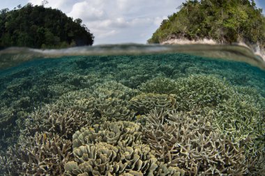 Raja Ampat 'ta güzel, sığ bir resif üzerinde narin, yapraklı mercanlar yetişir. Bu uzak, tropikal bölge inanılmaz deniz biyolojik çeşitliliği nedeniyle Mercan Üçgeni 'nin kalbi olarak bilinir..