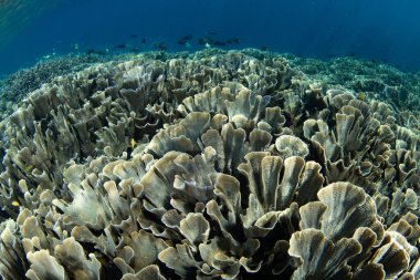 Raja Ampat 'ta güzel, sığ bir resif üzerinde narin, yapraklı mercanlar yetişir. Bu uzak, tropikal bölge inanılmaz deniz biyolojik çeşitliliği nedeniyle Mercan Üçgeni 'nin kalbi olarak bilinir..