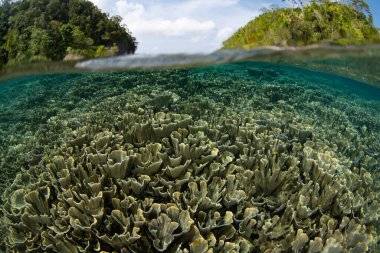 Raja Ampat 'ta güzel, sığ bir resif üzerinde narin, yapraklı mercanlar yetişir. Bu uzak, tropikal bölge inanılmaz deniz biyolojik çeşitliliği nedeniyle Mercan Üçgeni 'nin kalbi olarak bilinir..