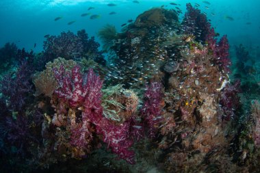 Bir sürü canlı mercan ve balık Raja Ampat 'ta güzel bir resifte gelişir. Bu bölge inanılmaz deniz biyolojik çeşitliliği nedeniyle Mercan Üçgeni 'nin kalbi olarak bilinir..