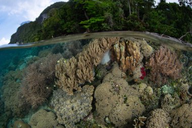 Raja Ampat 'ta güzel ve sığ bir resifte çeşitli mercanlar gelişir. Bu uzak, tropikal bölge inanılmaz deniz biyolojik çeşitliliği nedeniyle Mercan Üçgeni 'nin kalbi olarak bilinir..
