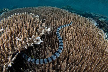 Şeritli bir deniz sıçanı, Raja Ampat 'taki sığ bir mercan resifinde av avlar. Bu uzak, tropikal bölge inanılmaz deniz biyolojik çeşitliliği nedeniyle Mercan Üçgeni 'nin kalbi olarak bilinir..