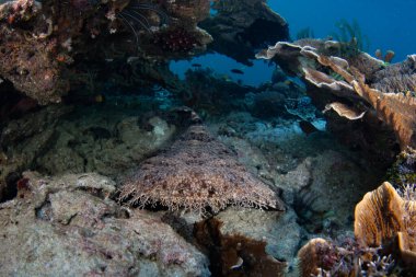 Bir Tasseled wobbegong köpekbalığı Raja Ampat 'ta deniz tabanında pusu kurmak için bekliyor. Bu iyi kamufle edilmiş elasmodal, bu biyolojik çeşitlilikteki resiflerde yaygındır..