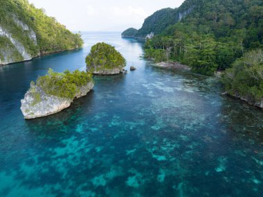 Raja Ampat, Alyui Körfezi 'nde manzaralı bir adanın kenarında sığ bir mercan resifi yetişir. Bu manzaralı alan inanılmaz deniz biyolojik çeşitliliği nedeniyle Mercan Üçgeni 'nin kalbi olarak bilinir..