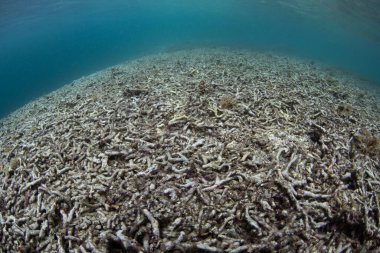 Tamamen ölü bir mercan resifi Raja Ampat, Endonezya 'daki yaşam tarafından yeniden kolonileştirilmedi. Mercan resifleri, antropojenik stresten yeterince uzak olursa nispeten hızlı bir şekilde yenilenebilir..