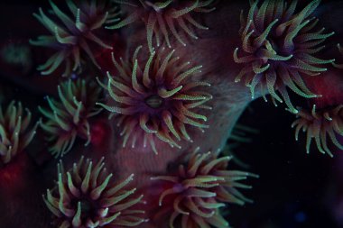 Yeşil fincan mercan polipleri, Tubastrea mikranthus, dokunaçlarını Endonezya 'nın Raja Ampat kentindeki bir resifte planktonları yakalamak için kullanır. Hint-Pasifik 'in yerlisi olan bu mercan artık Karayipler' de istilacı..