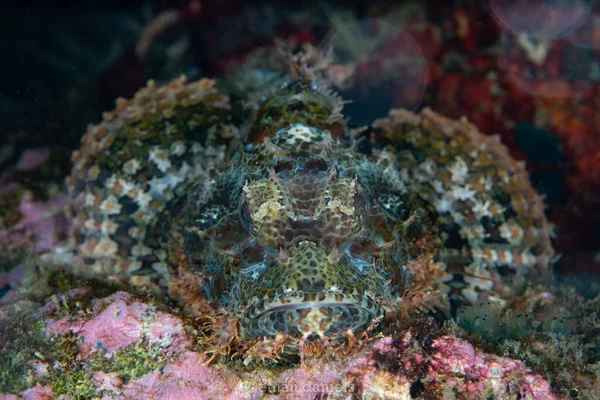 A well-camouflaged scorpionfish lies in wait to ambush prey on a coral reef in Raja Ampat, Indonesia. Scorpionfish are common predators on reefs throughout the Indo-Pacific region.