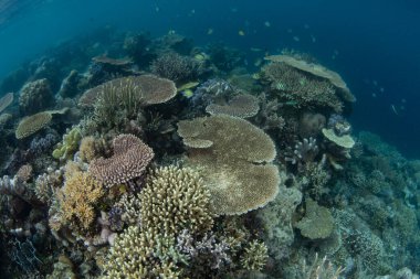 Raja Ampat 'ta sığ ve güzel bir resifte çeşitli sağlıklı mercanlar gelişir. Bu uzak, tropikal bölge inanılmaz deniz biyolojik çeşitliliği nedeniyle Mercan Üçgeni 'nin kalbi olarak bilinir..