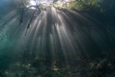Güneş ışığı, Endonezya 'nın Raja Ampat şehrinde yetişen karanlık bir mangrov ormanının gölgelerine doğru süzülür. Mangrovlar, karadan fidanlık ve filtre görevi gören hayati deniz ortamlarıdır..
