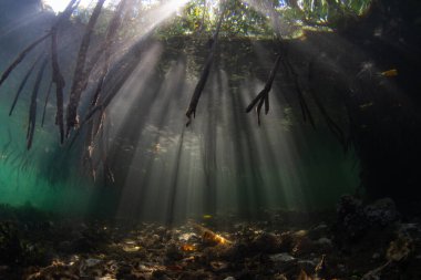 Güneş ışığı, Endonezya 'nın Raja Ampat şehrinde yetişen karanlık bir mangrov ormanının gölgelerine doğru süzülür. Mangrovlar, karadan fidanlık ve filtre görevi gören hayati deniz ortamlarıdır..