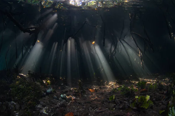 Güneş ışığı, Endonezya 'nın Raja Ampat şehrinde yetişen karanlık bir mangrov ormanının gölgelerine doğru süzülür. Mangrovlar, karadan fidanlık ve filtre görevi gören hayati deniz ortamlarıdır..