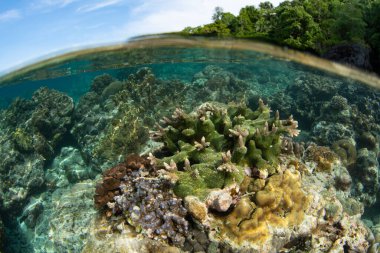 Mercanlar Endonezya 'daki Ambon adasını çevreleyen bir resifte yetişir. Bu tropikal bölge olağanüstü deniz biyolojik çeşitliliğine ev sahipliği yapar ve dalgıçlar, şnorkeller ve şnorkelciler arasında popülerdir..