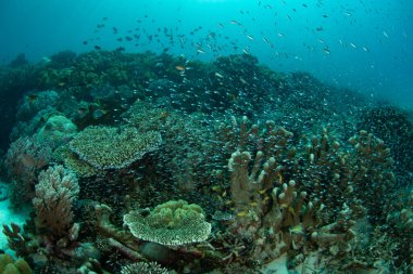 Endonezya 'nın Ambon adası yakınlarında küçük, renkli balıklar sağlıklı mercanlar arasında yüzerler. Bu güzel, tropikal alan olağanüstü deniz biyolojik çeşitliliğine ev sahipliği yapıyor..