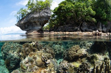 Mercanlar, Endonezya 'daki Ambon adasını çevreleyen sığ bir resifte yetişir. Bu tropikal bölge olağanüstü deniz biyolojik çeşitliliğine ev sahipliği yapar ve dalgıçlar, şnorkeller ve şnorkelciler arasında popülerdir..