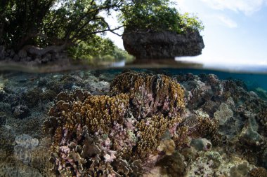 Endonezya 'nın uzak bir adasında sığ mercanlar yetişir. Bu bölgedeki sayısız ada, dünyanın en zengin deniz biyolojik çeşitliliğine ev sahipliği yapmaktadır..