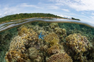 Mercan resifleri, Endonezya 'nın Ambon adasını çevreleyen okyanusun hemen altında yetişir. Bu bölge yüksek deniz biyolojik çeşitliliğine ev sahipliği yapar ve dalış ve şnorkelle yüzmek için sıcak bir noktadır.