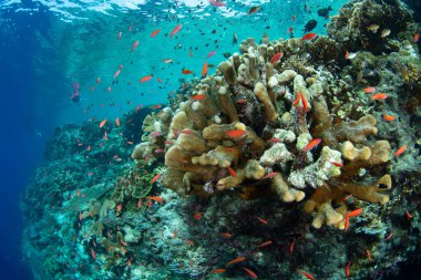 Endonezya 'da bir adanın kıyısında koruyucu mercanlar yakınında renkli anthias okulları büyüyor. Bu bölgedeki sayısız ada, dünyanın en zengin deniz biyolojik çeşitliliğine ev sahipliği yapmaktadır..