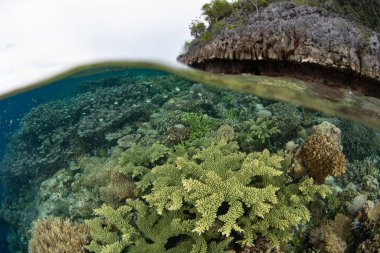 Endonezya 'nın Raja Ampat kentindeki sığ mercan resiflerinde inanılmaz çeşitlilikte deniz omurgasızları ve balıklar gelişir. Bu tropikal bölge gezegendeki en büyük deniz biyolojik çeşitliliğini destekler..