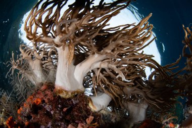 Yumuşak deri mercanlar Endonezya 'nın Raja Ampat kentindeki sığ mercan resiflerinde gelişir. Bu tropikal bölge gezegendeki en büyük deniz biyolojik çeşitliliğini destekler..