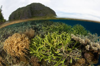 Endonezya 'nın Raja Ampat kentindeki sığ mercan resiflerinde inanılmaz çeşitlilikte deniz omurgasızları ve balıklar gelişir. Bu tropikal bölge gezegendeki en büyük deniz biyolojik çeşitliliğini destekler..