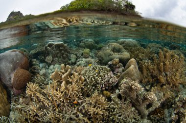 Endonezya 'nın Raja Ampat kentindeki sığ bir mercan resifinde olağanüstü bir deniz omurgasızı çeşitliliği gelişir. Bu tropikal bölge gezegendeki en büyük deniz biyolojik çeşitliliğini destekler..