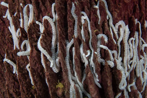 Detail Synaptula Sea Cucumbers Barrel Sponge Raja Ampat Indonesia Tropical — Stock Photo, Image