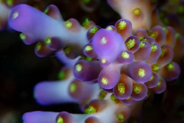Polipy Kruchego Koralowca Acropora Wykazują Fluorescencję Pięknej Rafie Raja Ampat — Zdjęcie stockowe