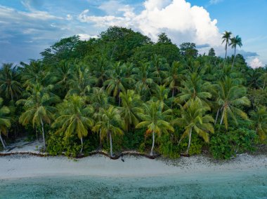 Endonezya 'nın Raja Ampat kentindeki Hindistan cevizi palmiyeleri muhteşem bir plajı kaplar. Bu uzak, tropikal bölge zarif mercan resifleri ve genel deniz biyolojik çeşitliliği ile bilinir..