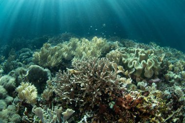 Endonezya 'nın Raja Ampat kentindeki sığ mercan resiflerinde çeşitli mercanlar gelişir. Bu tropikal bölge gezegendeki en büyük deniz biyolojik çeşitliliğini destekler..