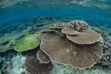 Endonezya 'nın Raja Ampat kentindeki sığ mercan resiflerinde resif oluşturan olağanüstü çeşitlilikte mercanlar gelişir. Bu tropikal bölge gezegendeki en büyük deniz biyolojik çeşitliliğini destekler..