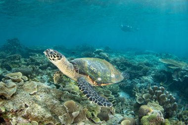 Bir Şahin gagalı deniz kaplumbağası, Eretmochelys imbricata, Raja Ampat 'ta sığ bir mercan resifinin üzerinde yüzer. Bu sürüngen nesli tükenmekte olan bir türdür. Genellikle eti ve değerli kabuğu için aranır..