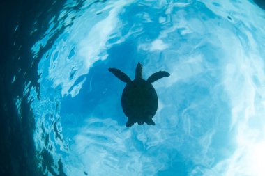 Bir Şahin gagalı deniz kaplumbağası, Eretmochelys imbricata, Raja Ampat 'ta okyanus yüzeyinde yüzer. Bu sürüngen nesli tükenmekte olan bir türdür. Genellikle eti ve değerli kabuğu için aranır..
