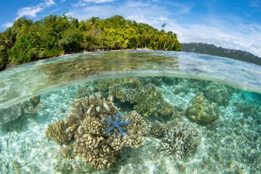 Endonezya 'nın Raja Ampat kentindeki sığ mercan resiflerinde çeşitli mercanlar gelişir. Bu tropikal bölge gezegendeki en büyük deniz biyolojik çeşitliliğini destekler..
