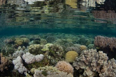 Raja Ampat, Endonezya 'daki sığ mercan resiflerinde çeşitli resif yapıcı mercanlar gelişir. Bu bölge gezegendeki en büyük deniz biyolojik çeşitliliğini destekler ve dalgıçlar arasında popülerdir..