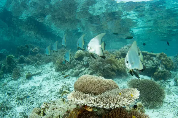 Longfin Spadefish Platax Teira Swim Shallow Coral Reef Raja Ampat — Stock Photo, Image