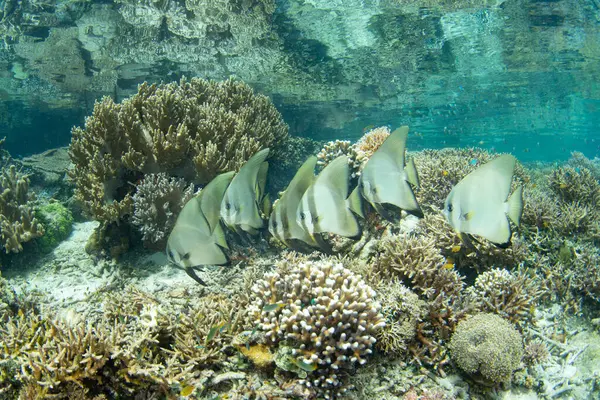 Longfin Spadefish Platax Teira Swim Shallow Coral Reef Raja Ampat — Stock Photo, Image