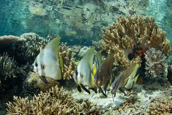 Longfin Spadefish Platax Teira Nuotare Una Barriera Corallina Poco Profonda — Foto Stock