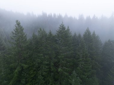 Portland, Oregon 'un batısındaki Pasifik Kuzeybatı Ormanı' nda sis sürükleniyor. ABD 'nin bu manzaralı bölgesi geniş ormanlara, dağlara ve nehirlere ev sahipliği yapar..
