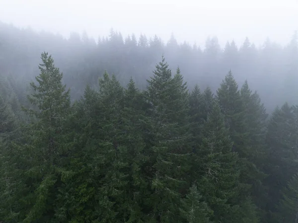 Portland, Oregon 'un batısındaki Pasifik Kuzeybatı Ormanı' nda sis sürükleniyor. ABD 'nin bu manzaralı bölgesi geniş ormanlara, dağlara ve nehirlere ev sahipliği yapar..