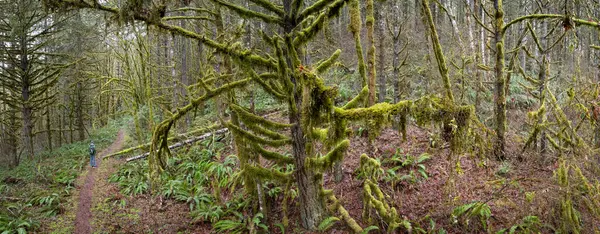 A narrow trail runs through the Molalla River Valley in Oregon. This wild area is home to extensive forests, beautiful hiking, biking, and equestrian trails, and the Molalla River.
