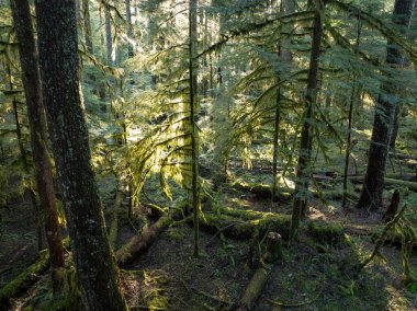 Washington eyaletinde St. Helens Dağı 'na çok uzak olmayan yeşil, yosunlu, Pasifik Kuzeybatı ormanı var. Bu yemyeşil, ılıman bölge güzel doğal kaynaklarıyla bilinir..